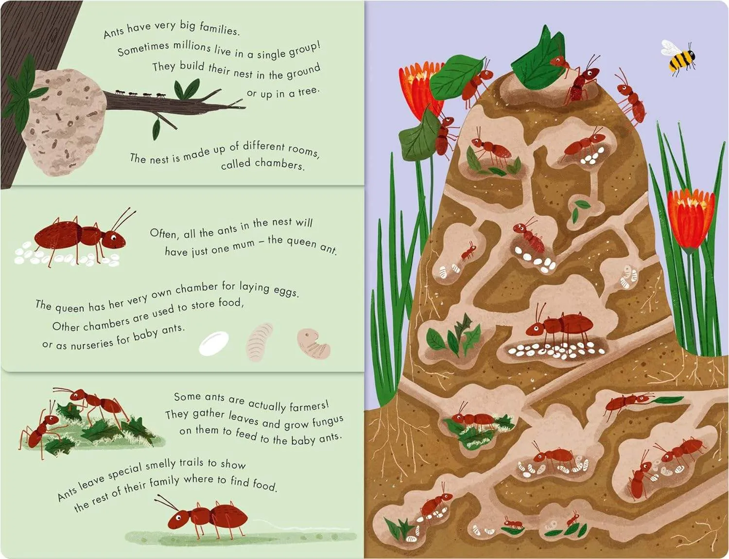 Bees & Beetles: A Flip-Flap Book of Bugs