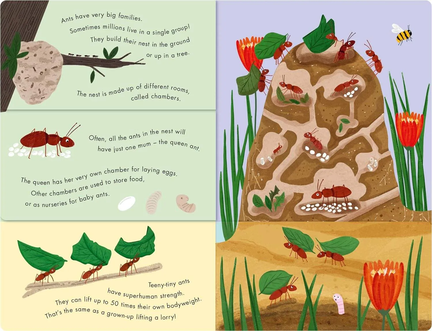 Bees & Beetles: A Flip-Flap Book of Bugs